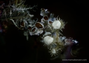 Toma Digital Directa 2015