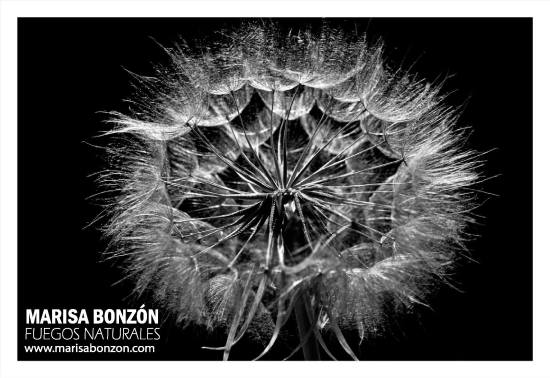 13580663_1792882427601175_636514390053371308_o