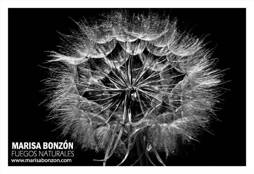 13580663_1792882427601175_636514390053371308_o